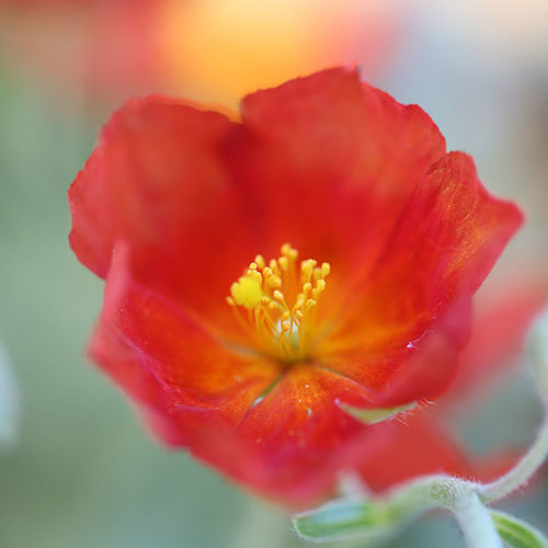 Rock Roses Shine in Spring - Fine Gardening