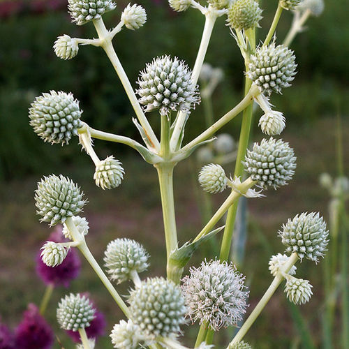 Native to Know Rattlesnake Master Fine Gardening