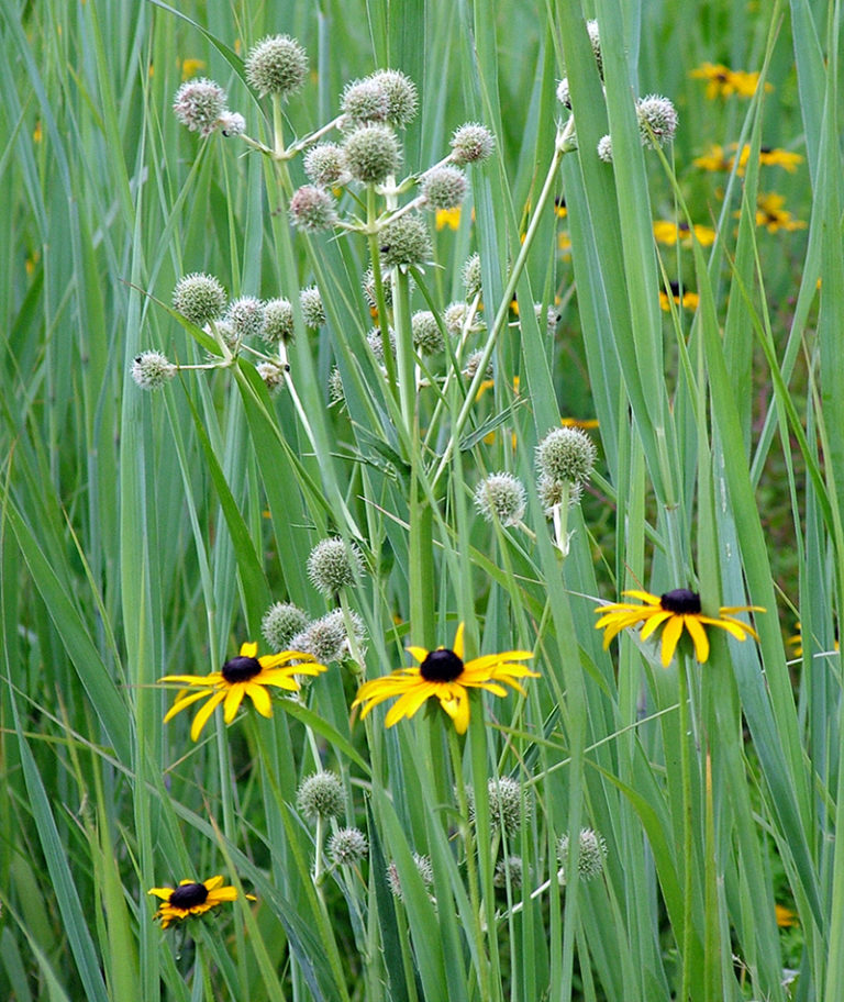 Native to Know Rattlesnake Master Fine Gardening