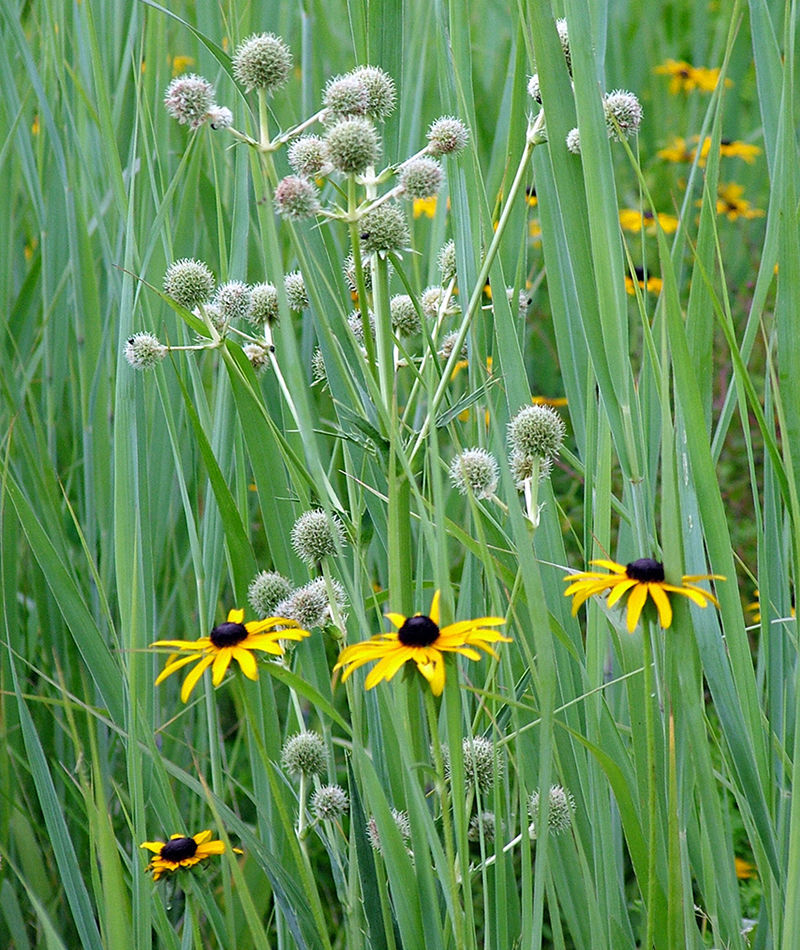 Native to Know Rattlesnake Master Fine Gardening