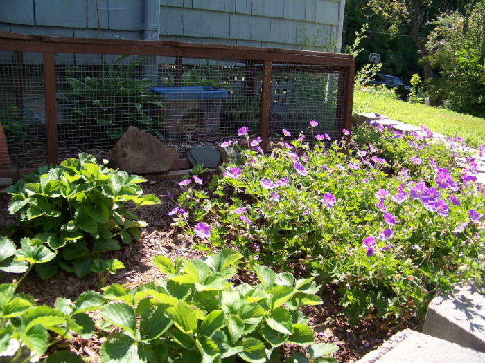 Making a Garden for Pet Turtles - FineGardening