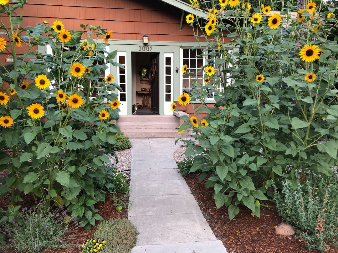 More Sunflowers, More Wildlife FineGardening