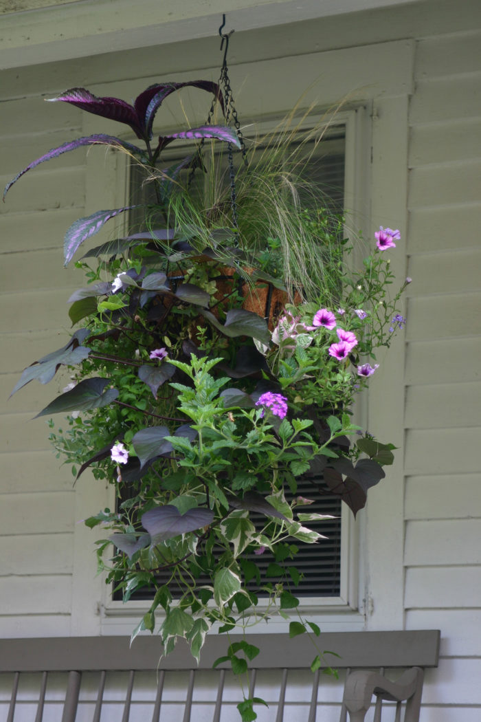 Northwest June Garden ToDo List FineGardening