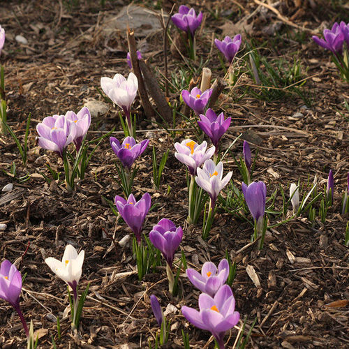 Fall-Planted Bulbs and Corms for Southern California - Fine Gardening