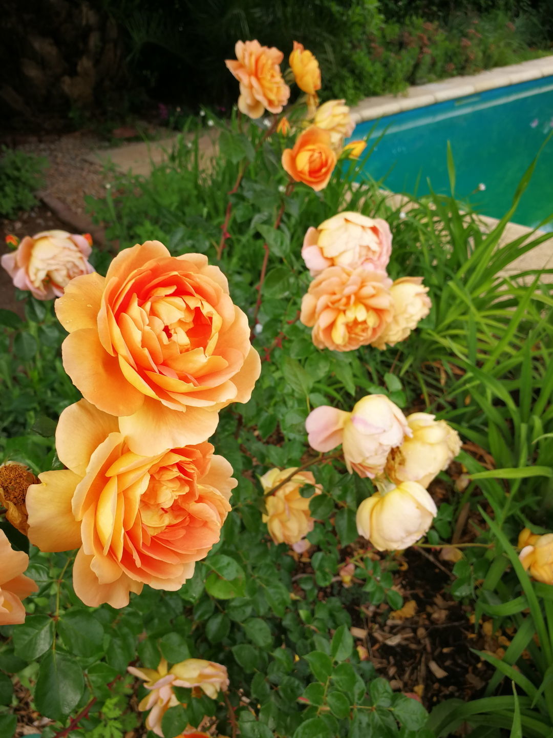 A Rosy Garden in Argentina, Part 2 - Fine Gardening