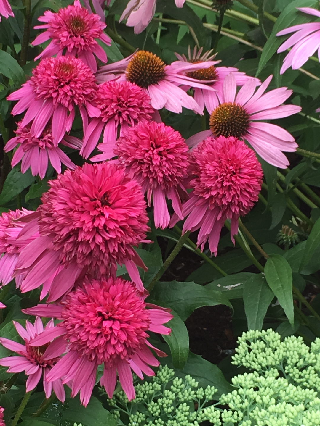 The Flowers of August FineGardening