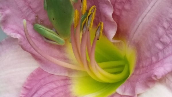7 Mistakes to Avoid When Planting a Rhododendron - FineGardening