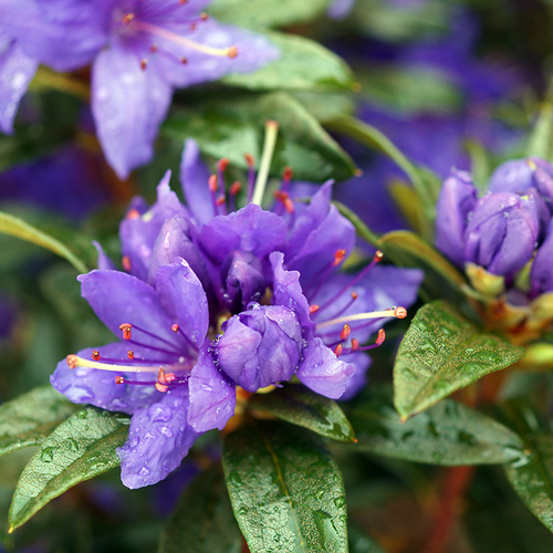 Disease Alert: Sudden Oak Death on Rhododendrons - Fine Gardening