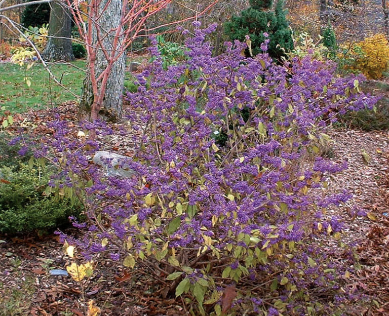 Beautyberry Fall’s Most Fantastic Shrub Fine Gardening