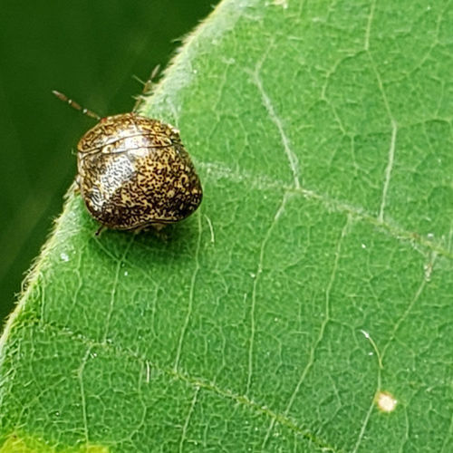 Pest Alert: Kudzu Beetle - Fine Gardening
