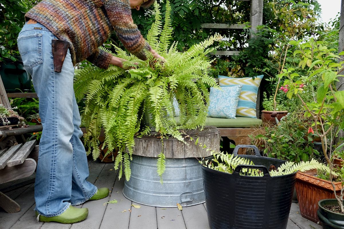 ‘Tiger’ fern (Nephrolepsis exaltata ‘Tiger’, Zones 9–11)