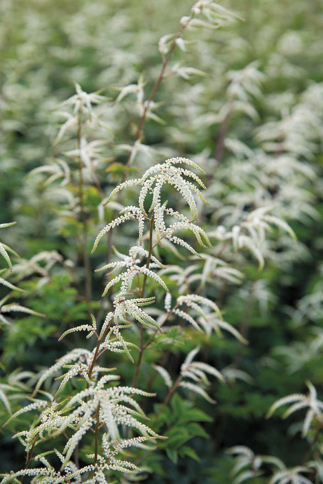 Regional Picks Bold Plants for Shade Midwest FineGardening