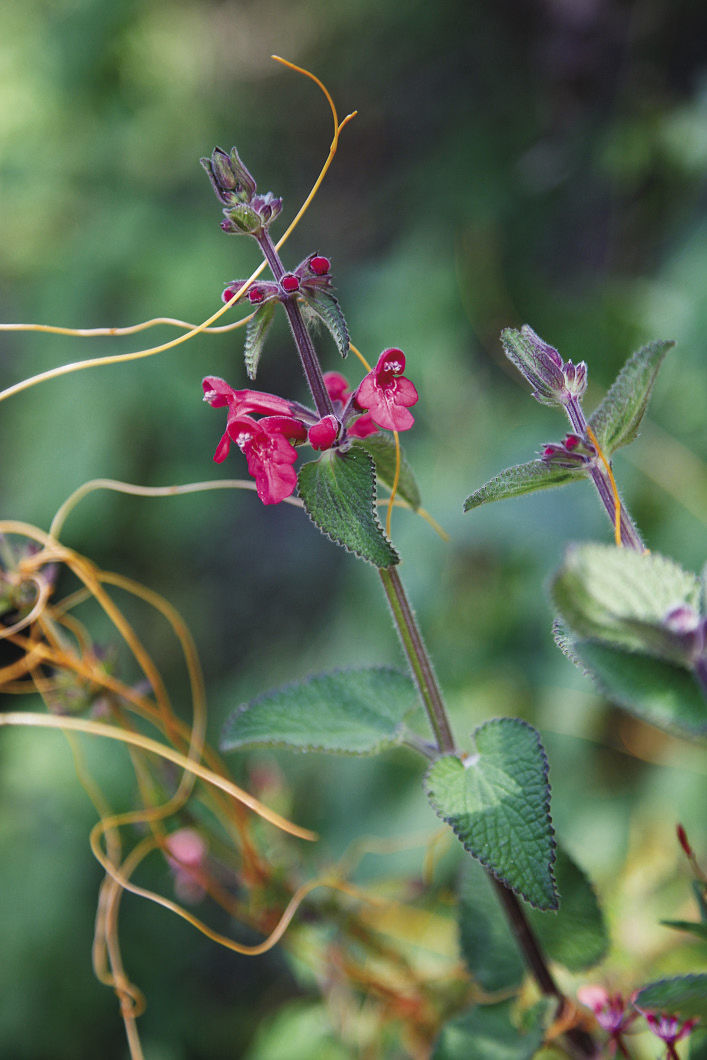 Regional Picks Bold Plants for Shade Southwest