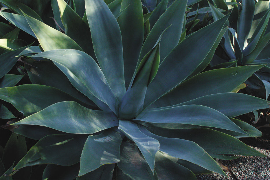blue-green agave