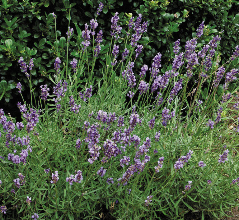 How to Grow Lavender No Matter Where You Live Fine Gardening