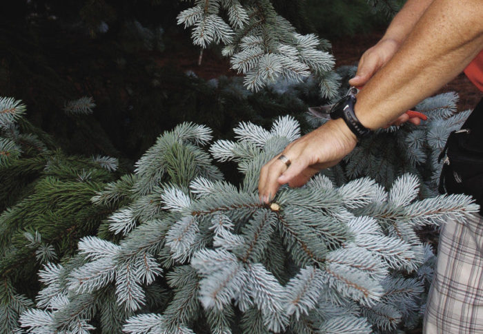 pruning conifers