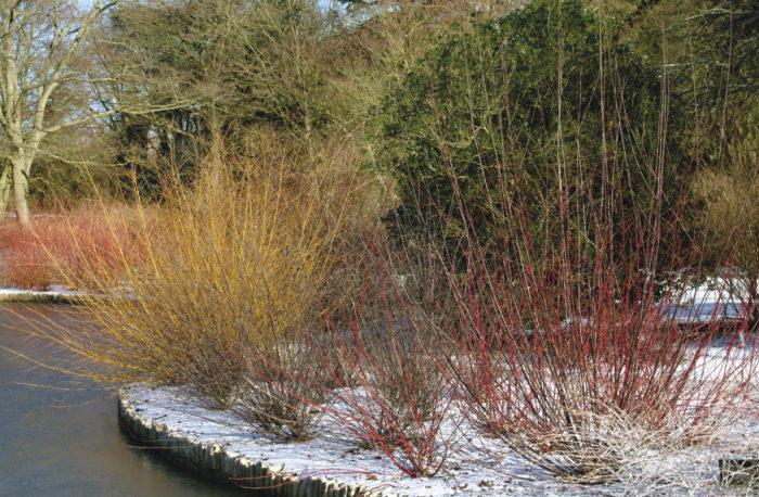 not pruning shrubs