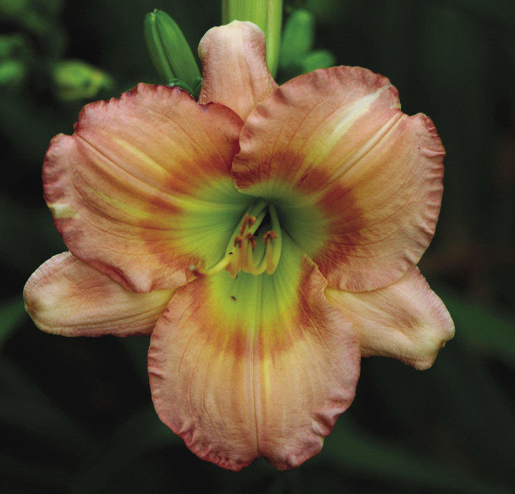 ‘Chorus Line’ daylily