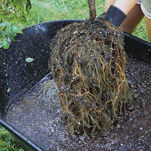 Root Washing Why and How to Wash Roots Fine Gardening