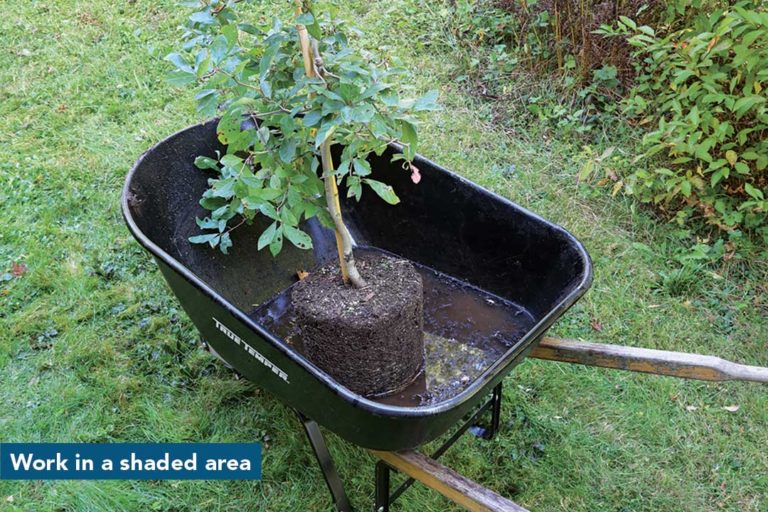 Root Washing Why and How to Wash Roots FineGardening