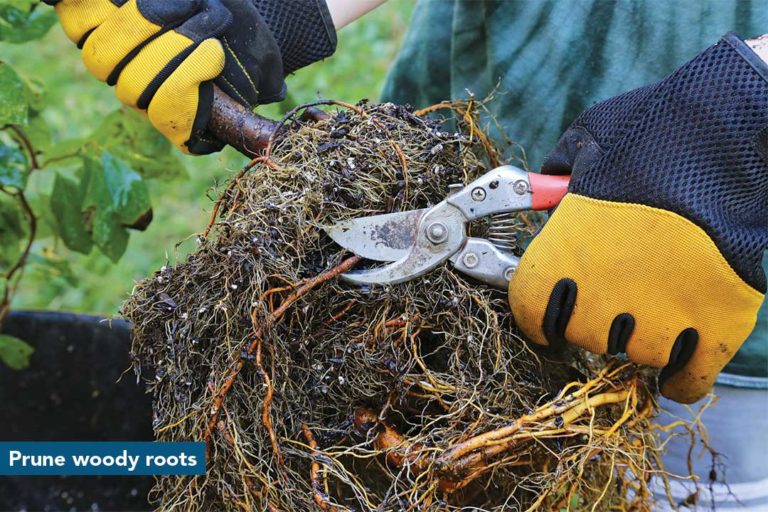 Root Washing Why and How to Wash Roots Fine Gardening