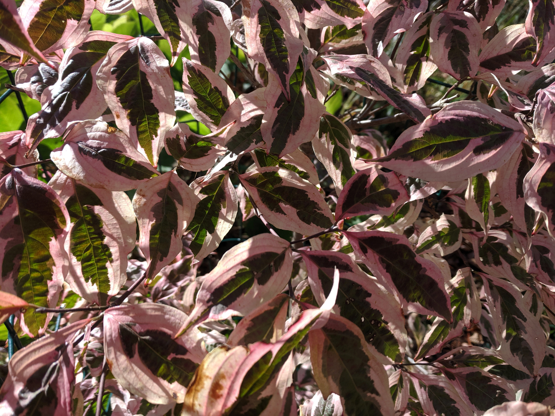 Variegated Stellar Pink Dogwood Ubicaciondepersonas cdmx gob mx