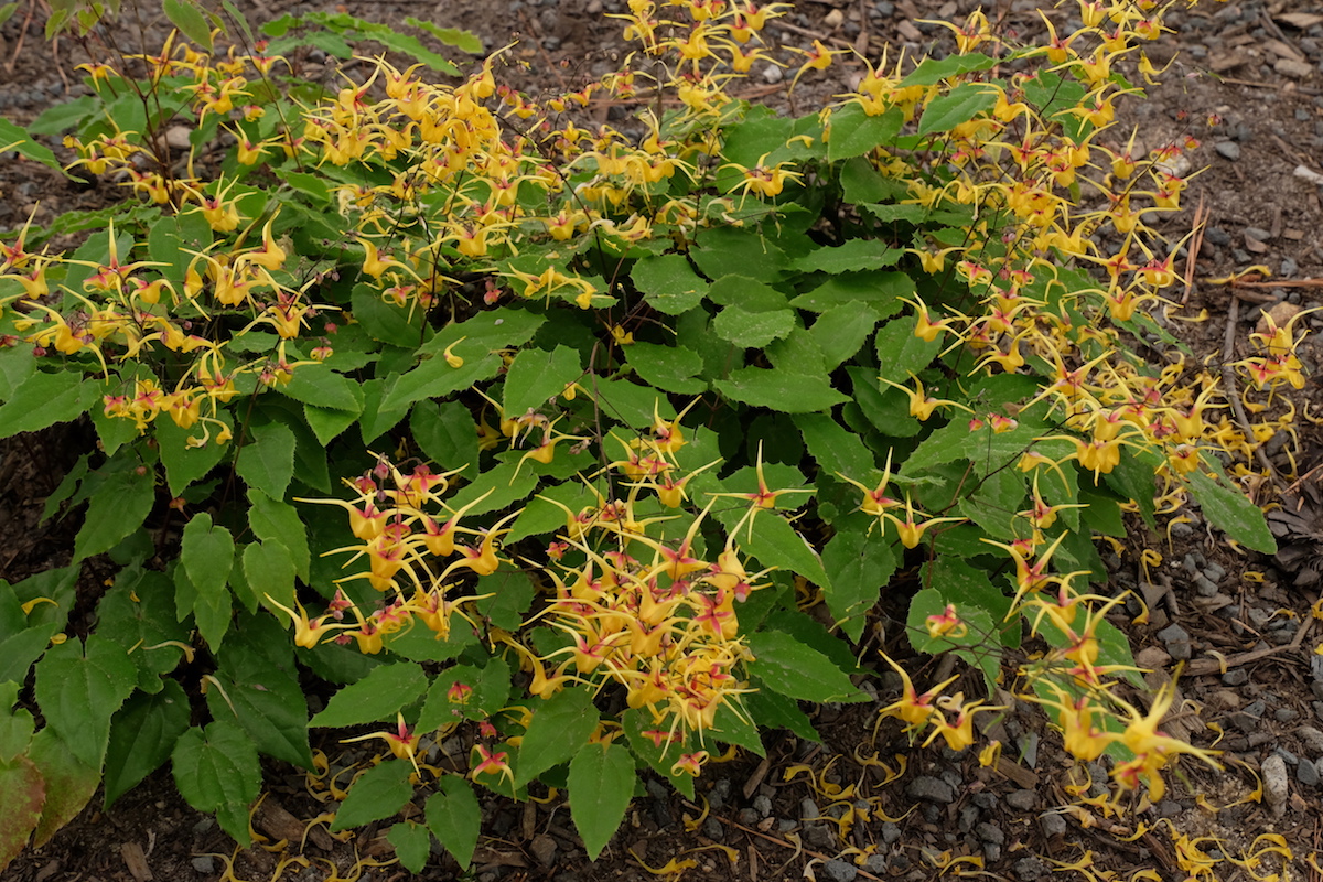 ‘Stoplights’ epimedium