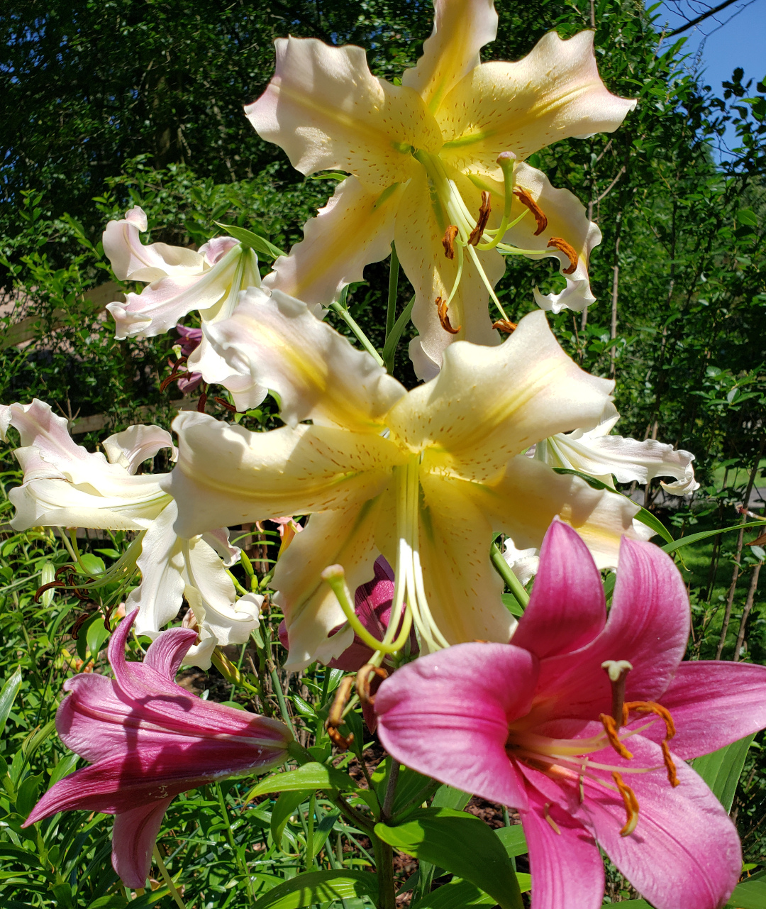 A Celebration of Lilies (for a Hot and Humid Climate) FineGardening