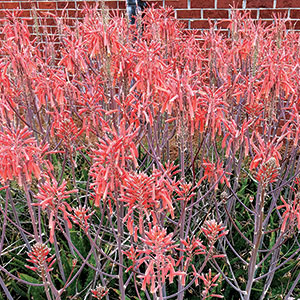 Regional Picks Spring Color South Finegardening