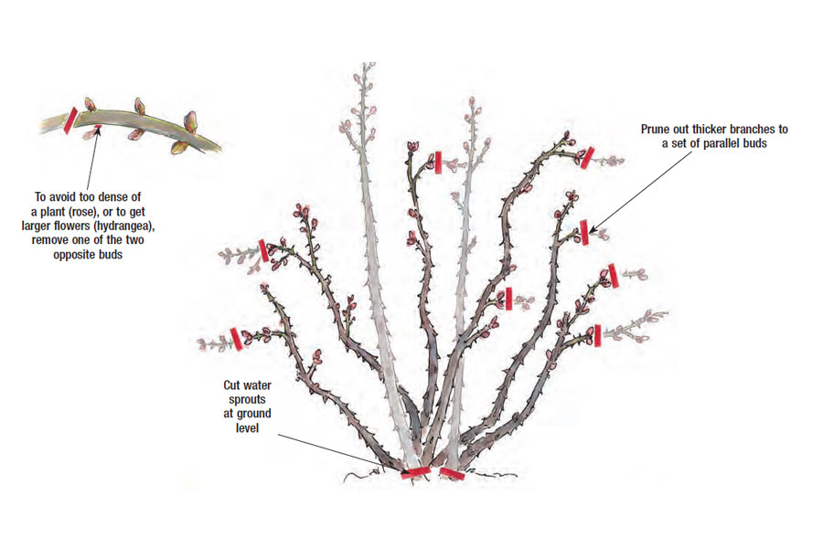 How to Prune Shrub Roses FineGardening