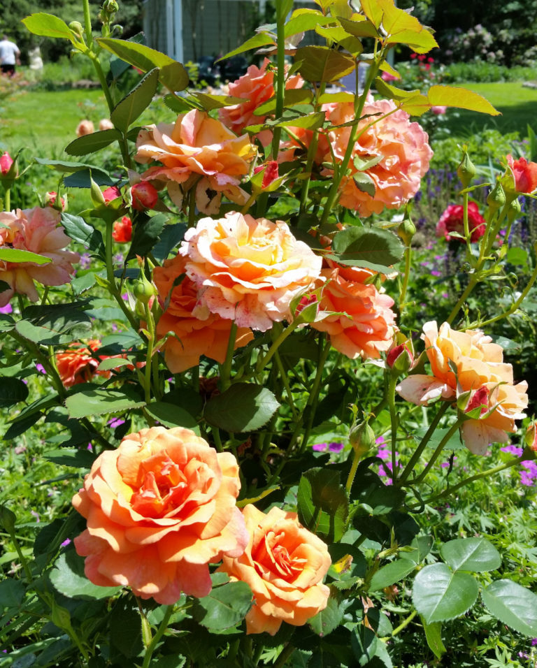 A Celebration of Roses (for a Hot and Humid Climate) Fine Gardening