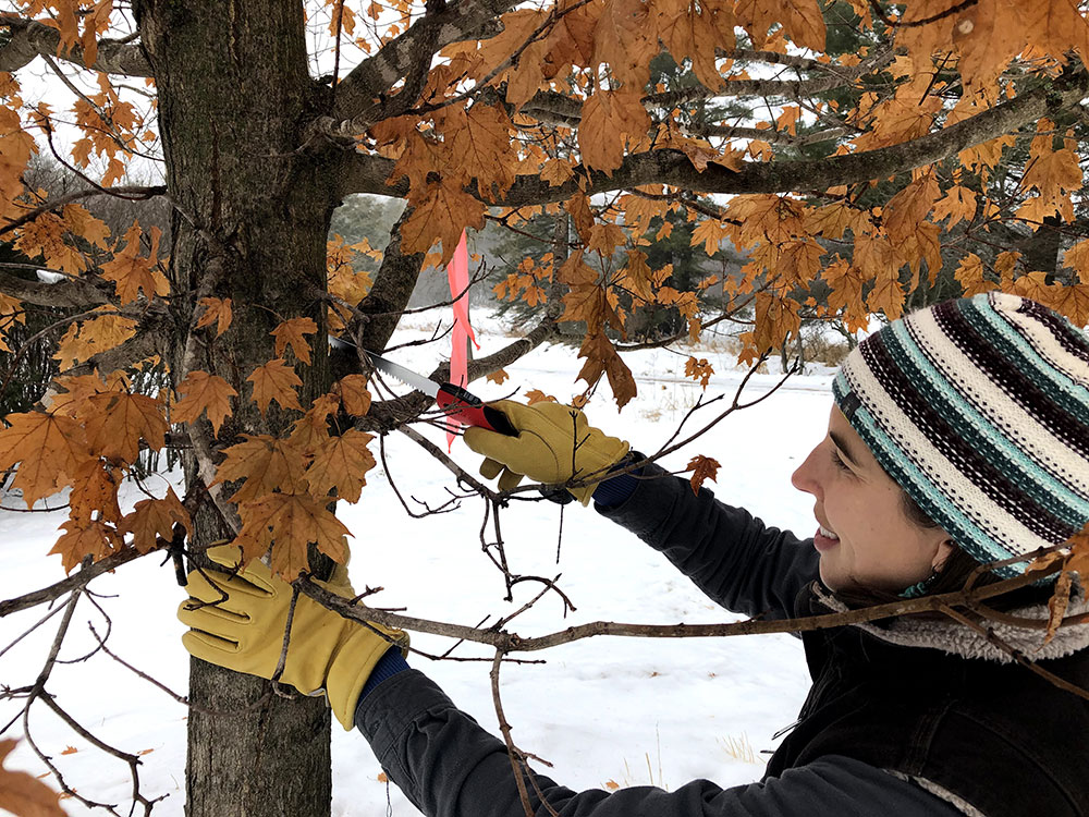 pruning trees