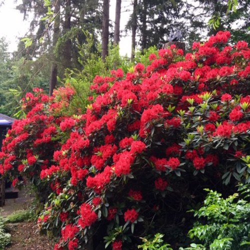 From Overgrown to Gorgeous - Fine Gardening