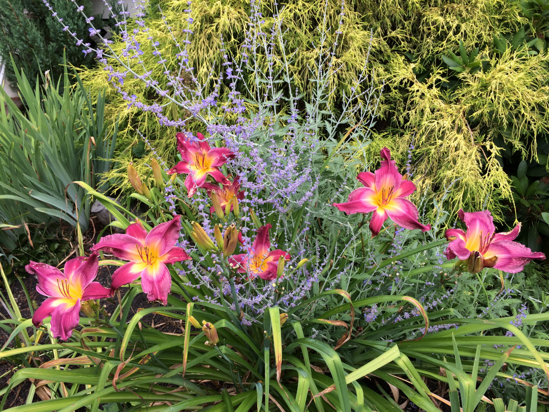 Poolside Garden in Maine - FineGardening