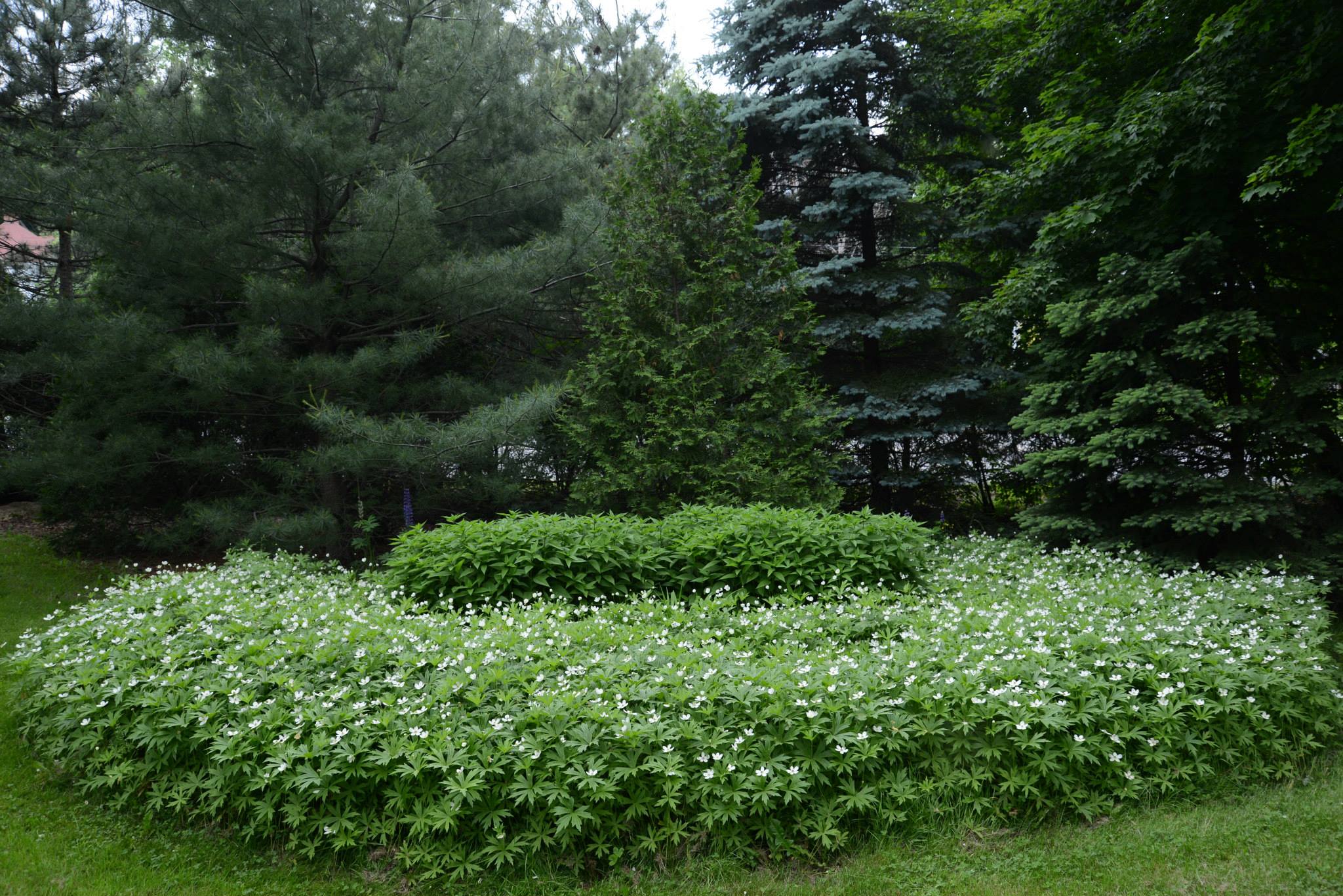 Poolside Garden in Maine - FineGardening