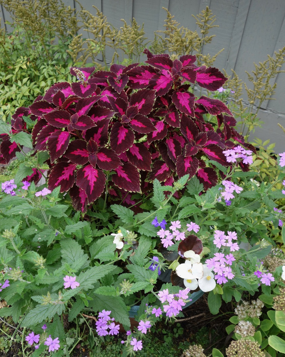 Using Photos as a Garden Journal - FineGardening