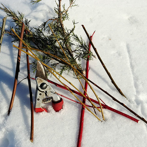Propagating Native Trees and Shrubs Through Hardwood Cuttings Fine