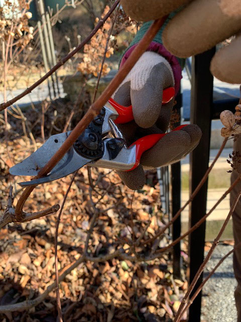 pruning above the node