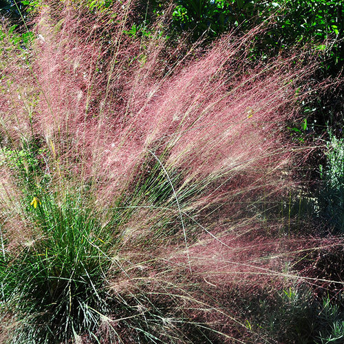 The Right Way to Cut Back Grasses Fine Gardening