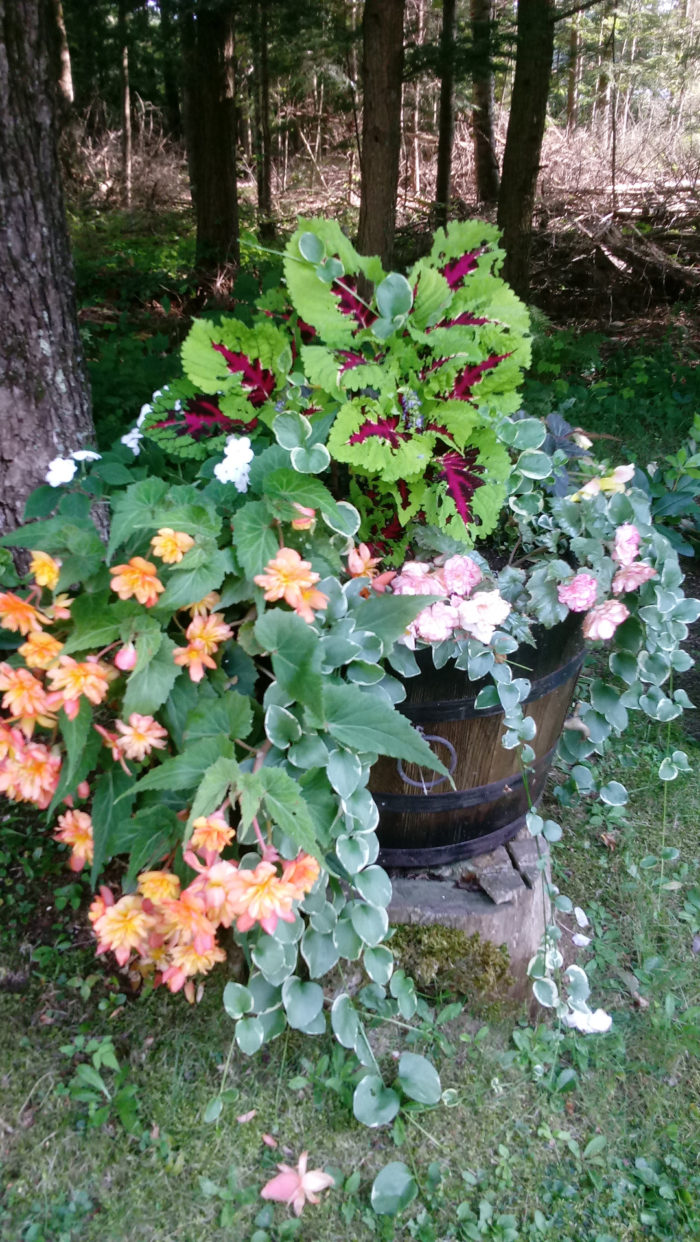 Flowers From Sun to Shade - FineGardening