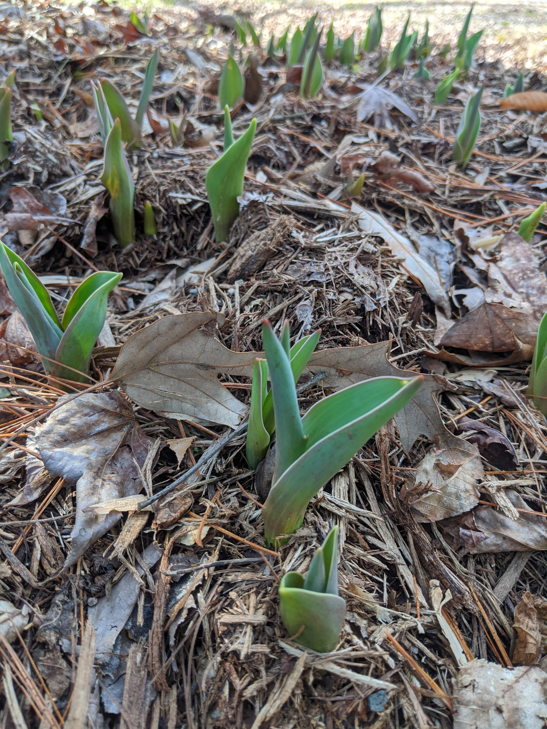 Early Spring in Eastern Virginia FineGardening