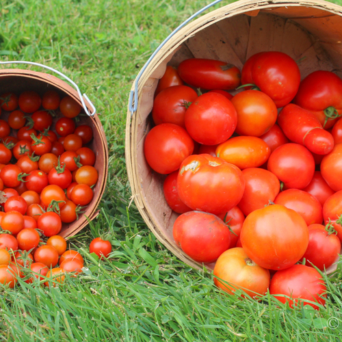 Quiet Garden Moments Fine Gardening