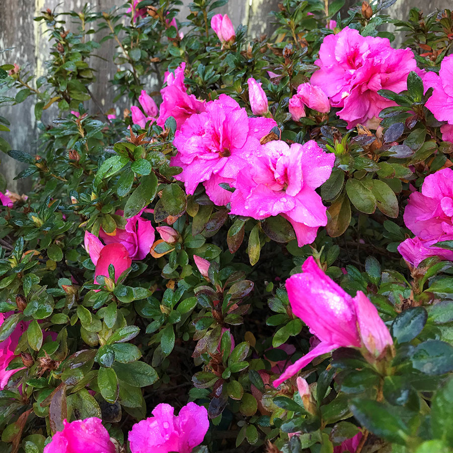 Azaleas