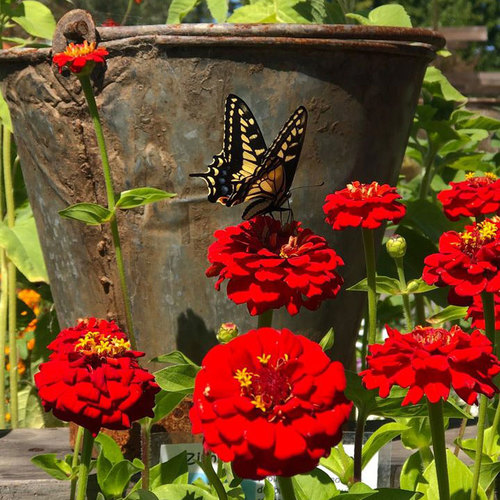 April Garden ToDo List for Northern California Fine Gardening