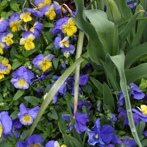 April Garden ToDo List for the MidAtlantic Fine Gardening