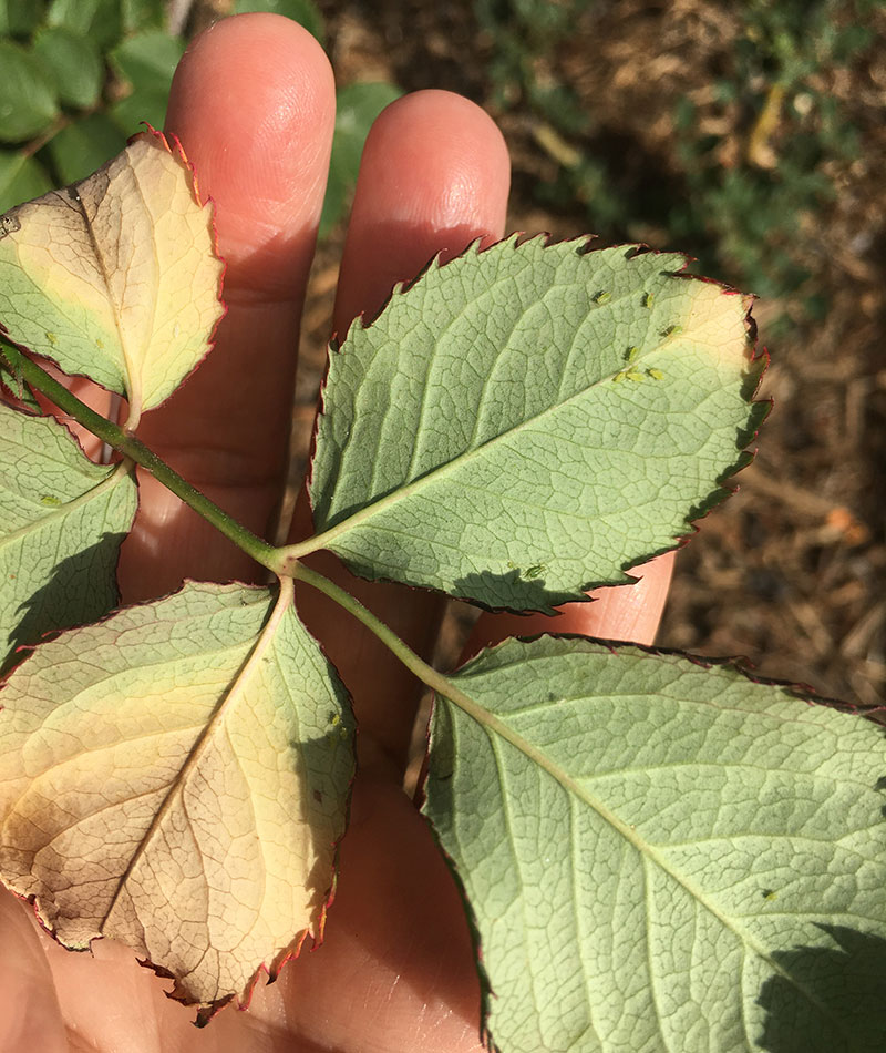aphids on leaves