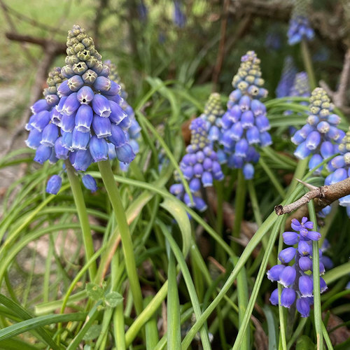 Spring Bulb After-Care in the Southern Garden - Fine Gardening