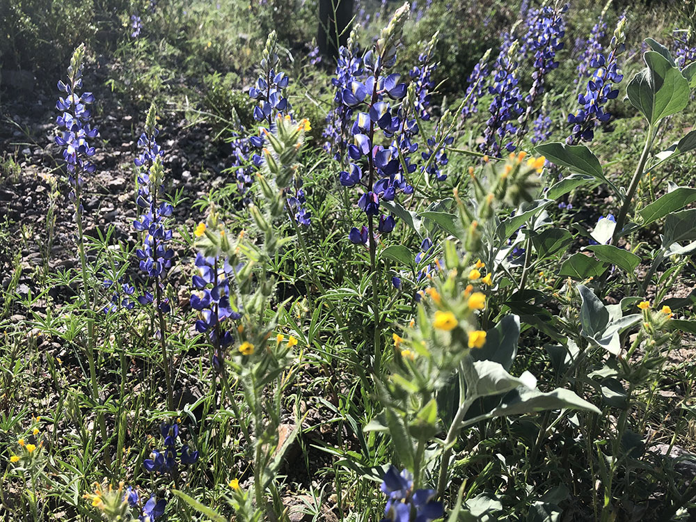 Desert lupine