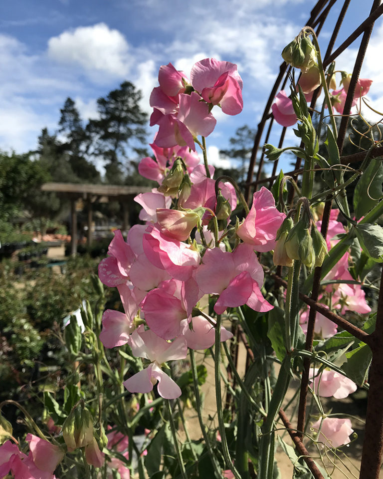 Four Fragrant Favorites for Northern California Fine Gardening