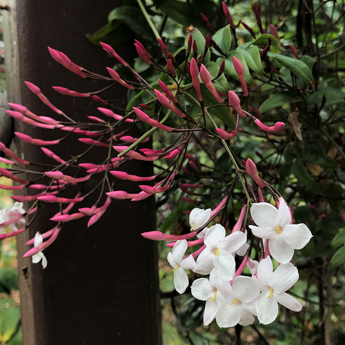 Four Fragrant Favorites for Northern California Fine Gardening